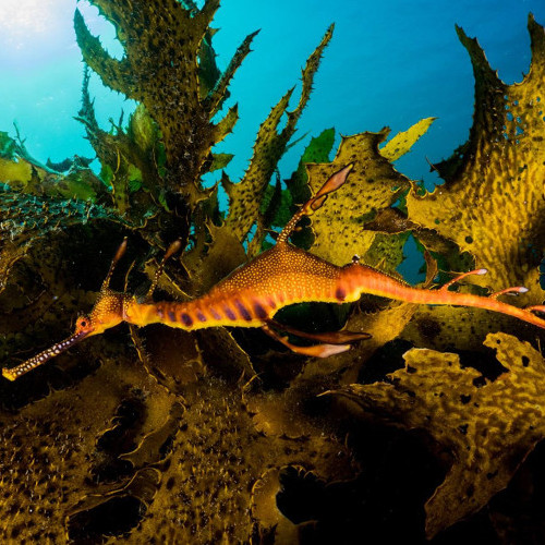 Weedy Sea Dragons